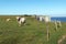 Norman cows on the cliffs of Etretat