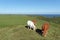 Norman cows on the cliffs of Etretat