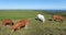 Norman cows on the cliffs of Etretat