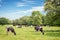 Norman cows grazing on grassy green field with trees on a bright sunny day in Normandy, France. Summer countryside landscape