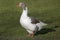 Norman Domestic Goose, a French Breed from Normandy, Female