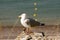 Norman seagull