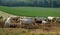 Normandie, Countryside in Lisors