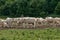 Normandie, cows in a meadow in Lisors