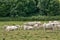Normandie, cows in a meadow in Lisors