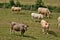 Normandie, cows in a meadow in Touffreville