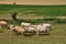 Normandie, cows in a meadow in Touffreville