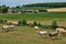 Normandie, cows in a meadow in Touffreville