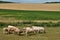 Normandie, cows in a meadow in Touffreville