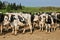 Normandie, cows on a path in Thury Harcourt