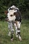 Normandy Calf, Domestic Cattle