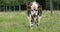 Normandy Cattle, Cow in Meadow, Normandy