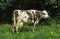 NORMANDY CATTLE, COW STANDING IN FLOWER, NORMANDY