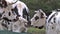 Normandy Cattle, Cows eating Grass, Normandy,