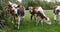 Normandy Cattle, Cows in Meadow, Normandy