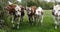 Normandy Cattle, Cows in Meadow, Normandy