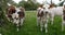 Normandy Cattle, Cows in Meadow, Normandy