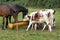 NORMANDY CATTLE WITH FRENCH TROTTER HORSES, HERD EATING, NORMANDY