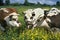 NORMANDY CATTLE, HERD STANDING IN YELLOW FLOWERS, NORMANDY