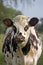 NORMANDY CATTLE, PORTRAIT OF FEMALE, NORMANDY