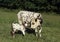 Normandy Cow with Calf, French domestic Cattle