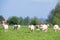 Normandy cows on pasture