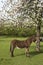 Normandy Donkey under blooming Apple tree