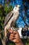 North Africa, Tunisia, Sidi Bou Said. A falcon