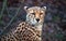 North African cheetah aka northeast African cheetah