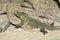 North African lizard, Bell\'s dabb lizard,Uromastyx acanthinura