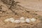 The North African ostrich eggs in the Yotvata Hai Bar Nature Reserve, Israel