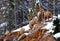North America, Canada, Jasper National Park of Canada Banff, mouflon, Wapiti
