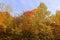 North america fall landscape trees from the bottom