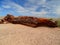 North America, USA,  Arizona, Petrified Forest National Park, Giant Logs