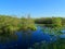 North America, USA, Florida, Anhinga Trail