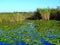 North America, USA, Florida, Anhinga Trail