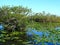 North America, USA, Florida, Anhinga Trail