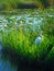 North America, USA, Florida, Great Egret Ardea alba