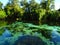 North America, USA, Florida, Hernando County, Weeki Watchee river