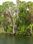 North America, USA, Florida, Hernando County, Weeki Watchee river