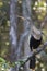 A North American anhinga Anhinga anhinga warming up in the sun.perched on a branch in the everglades.