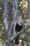 A North American anhinga Anhinga anhinga warming up in the sun.perched on a branch in the everglades.