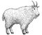 North American animals collection, illustration, drawing, engraving, ink, line art, vectorMountain goat illustration, drawing, eng