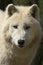 North American Arctic Wolf