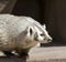 North American Badger