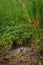 North American Badger Taxidea taxus Hidden in Den Snarling