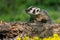 North American Badger Taxidea taxus Looks Left Atop Log Claws Exposed Summer