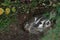 North American Badger (Taxidea taxus) Looks Left from Den