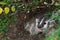 North American Badger (Taxidea taxus) Looks Out from Den