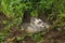 North American Badger Taxidea taxus Looks Up Out of Den